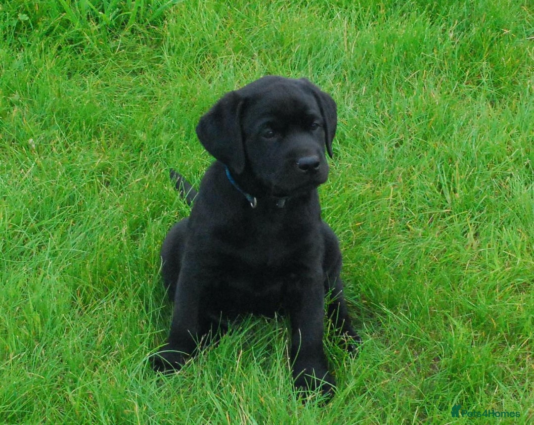 Labrador Retriever dogs for sale: 4 Health checked  Labrador pups  - Image 3