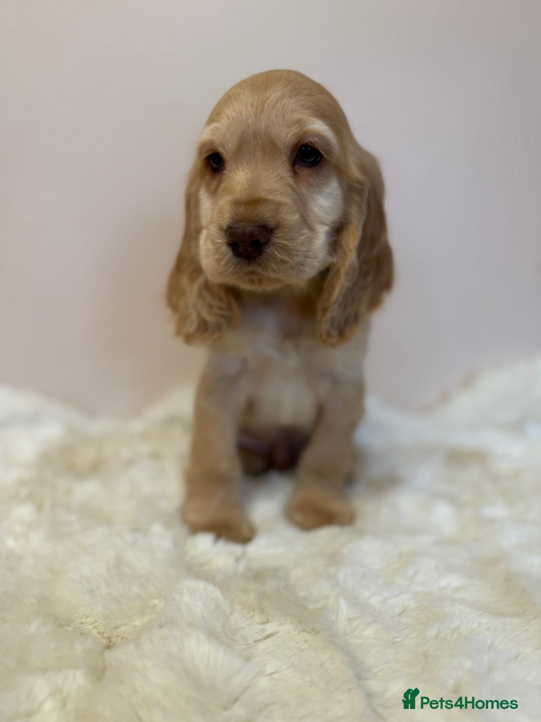 Cocker Spaniel dogs for sale: Golden Cocker Spaniel Puppies - Advert 9
