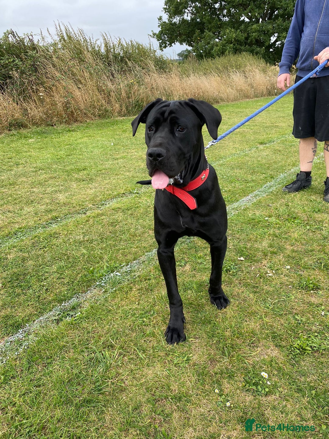 Cane Corso dogs for sale: 5year cane corso female  - Image 8