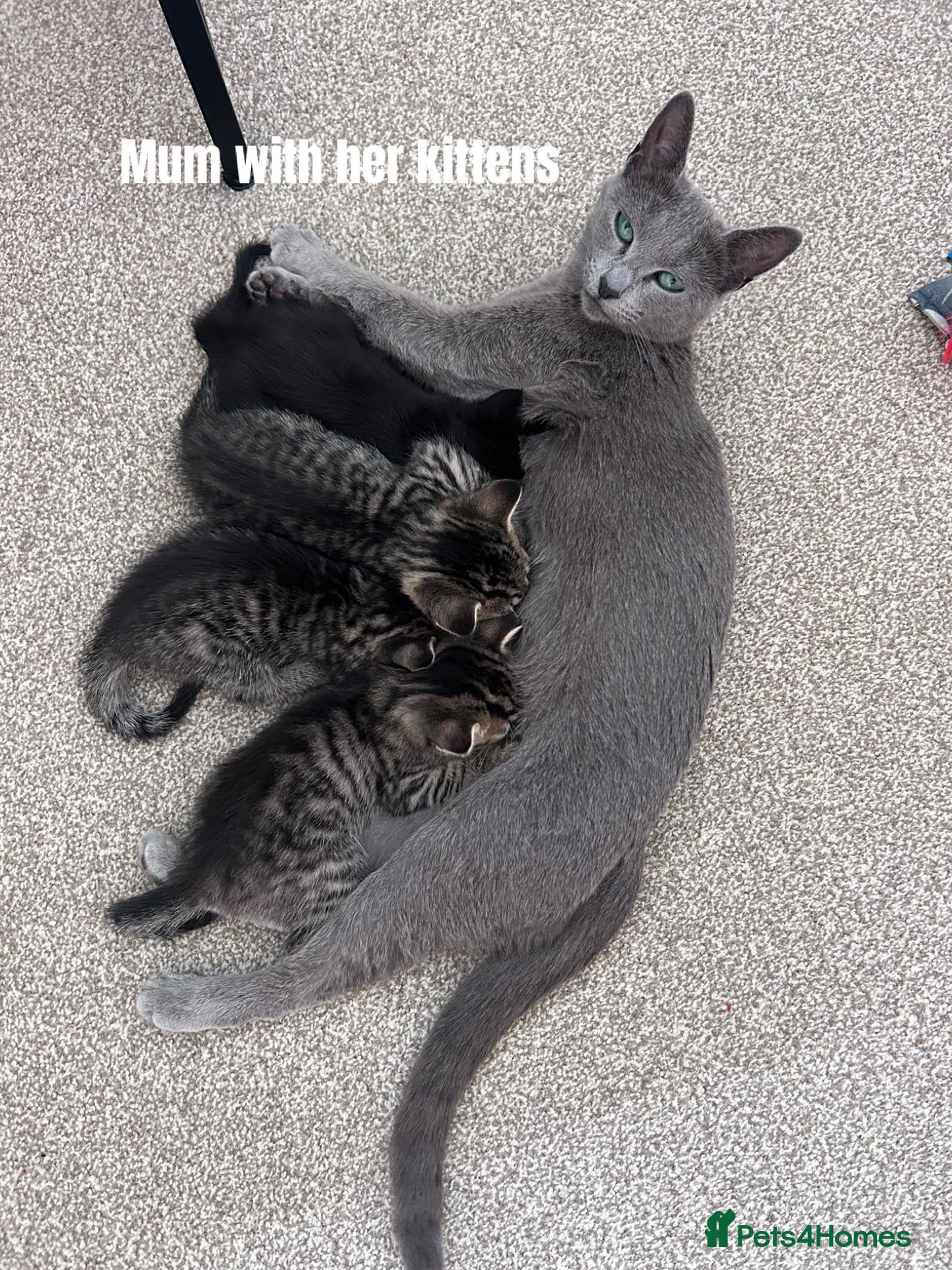 Mixed Breed cats Russian Blue Cross Kittens - 2 Boys - 1 Girl - Advert 9