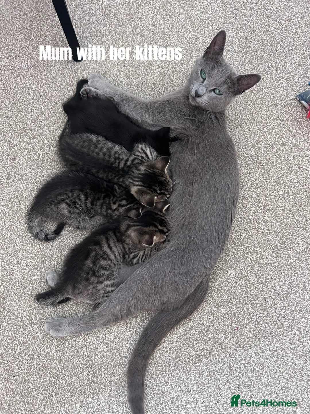 Mixed Breed cats for sale: Russian Blue Cross Kittens - 2 Boys - 1 Girl in Peterborough - Advert 1