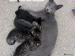 Mixed Breed cats Russian Blue Cross Kittens - 1 Girl Left - Advert 1