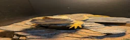 Bearded Dragon reptiles for sale: Female Bearded Dragon - Free to a Good Home in Cheltenham - Advert 2