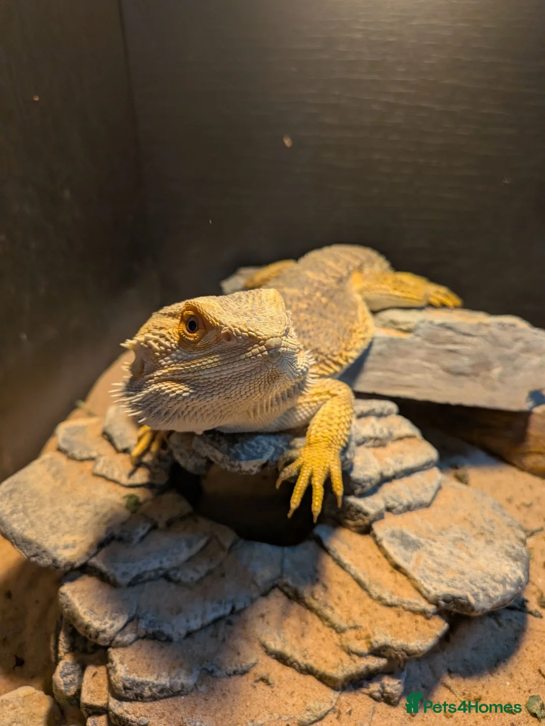 Bearded Dragon reptiles for sale: Female Bearded Dragon - Free to a Good Home in Cheltenham - Advert 2