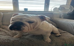 English Bulldog dogs for sale: Brother and sister for sale £2500 for both  - Advert 19