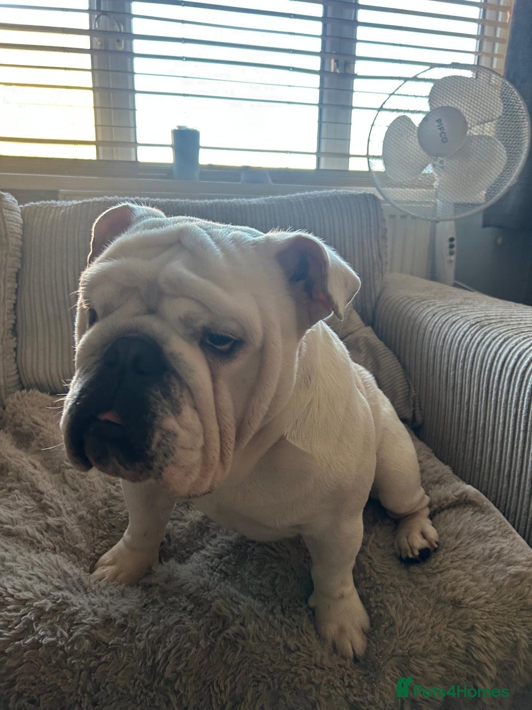 English Bulldog dogs for sale: Brother and sister for sale £2500 for both  - Advert 19