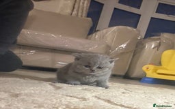 British Shorthair cats for sale: Beautiful British short hair kittens  - Image 8