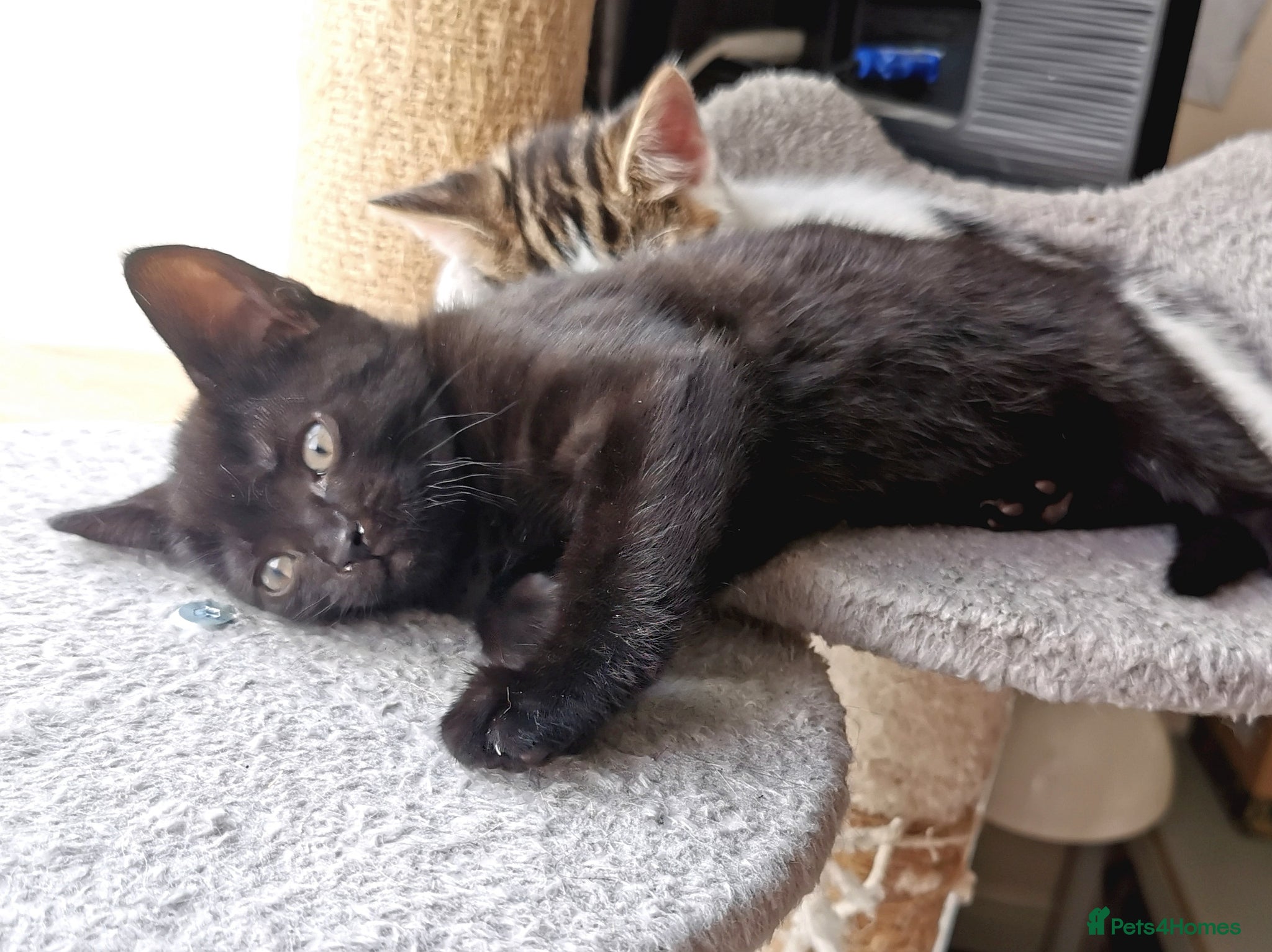 Mixed Breed cats for sale: Gorgeous, sweet natured & very playful kittens in London - Advert 39
