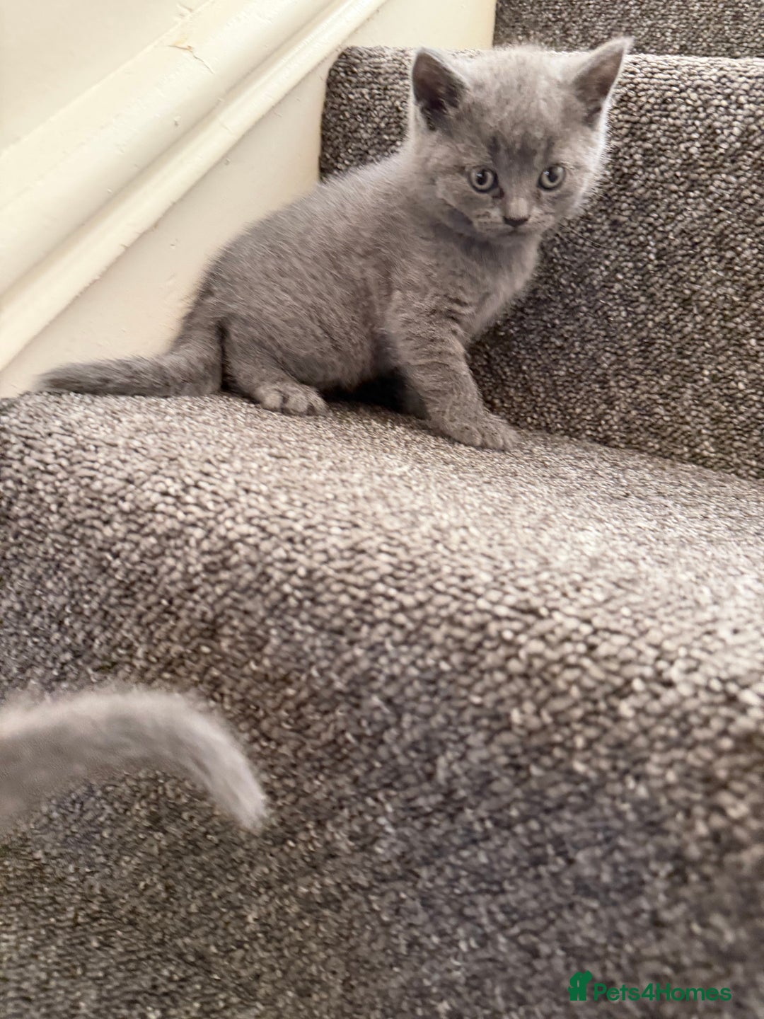 British Shorthair cats for sale: British shorthair - Image 14