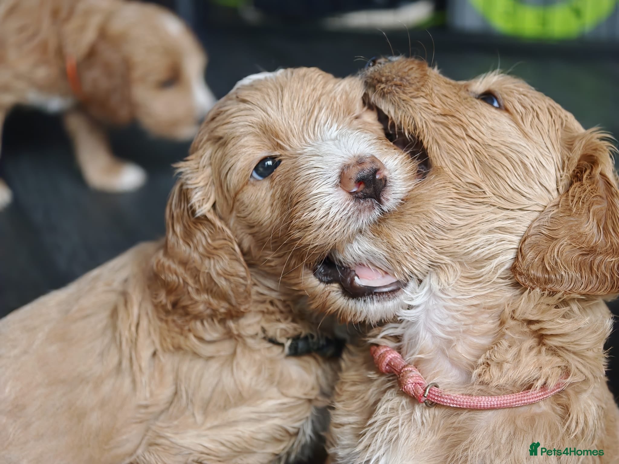 Goldendoodle dogs Exceptional Health tested Goldendoodle puppies - Advert 2