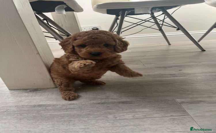 Cockapoo dogs - Advert 2