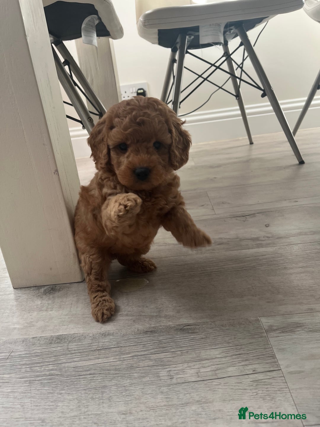 Cockapoo dogs for sale: Miniature f1b Cockapoo puppies DNA health checked - Image 2