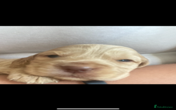 Cocker Spaniel dogs for sale: Cockerspaniel puppies x3 left  - Image 1