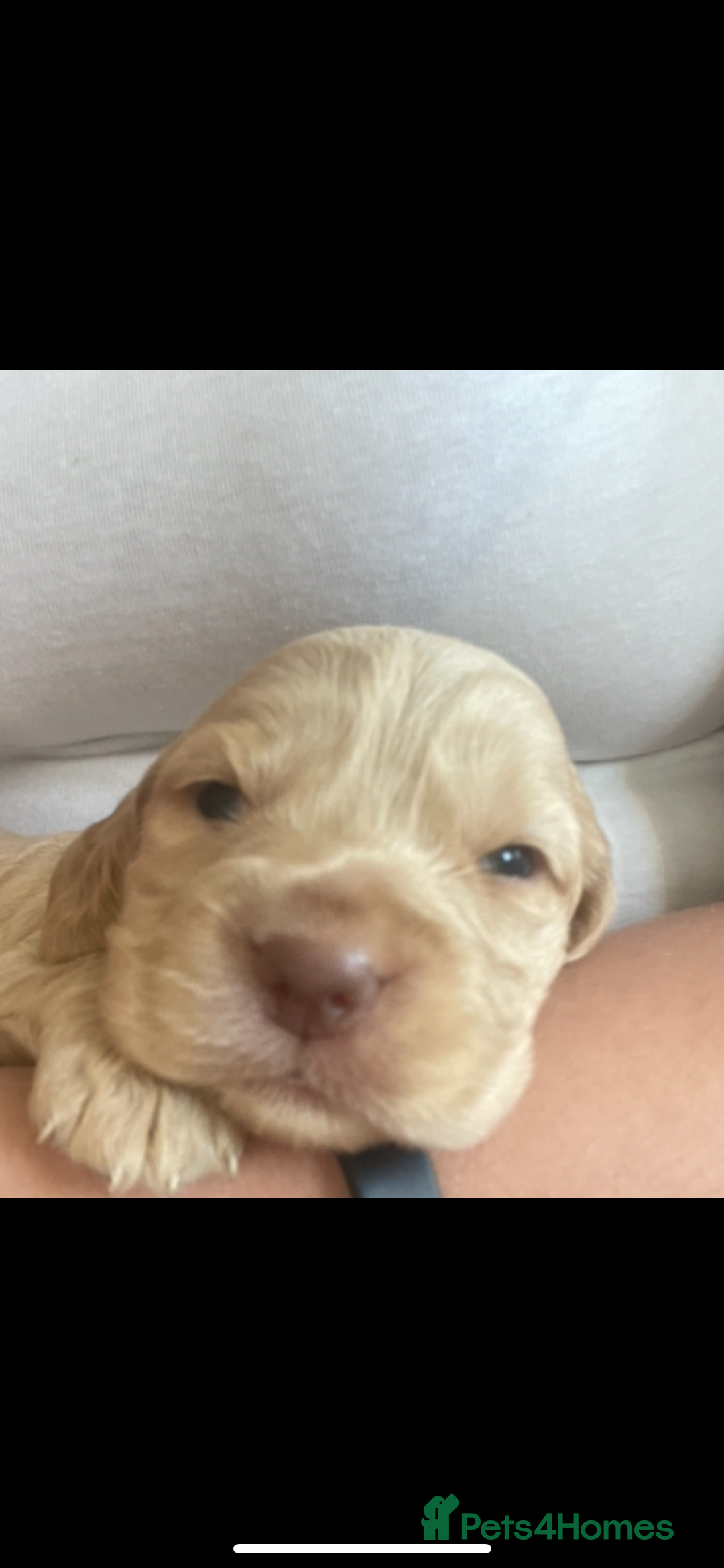 Cocker Spaniel dogs for sale: Cockerspaniel puppies x3 left  - Image 1