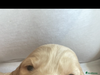 Cocker Spaniel dogs - Advert 1