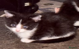 Mixed Breed cats for sale: Mixed kittens  - Image 32