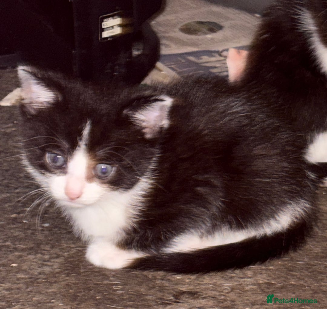 Mixed Breed cats for sale: Mixed kittens  - Image 32
