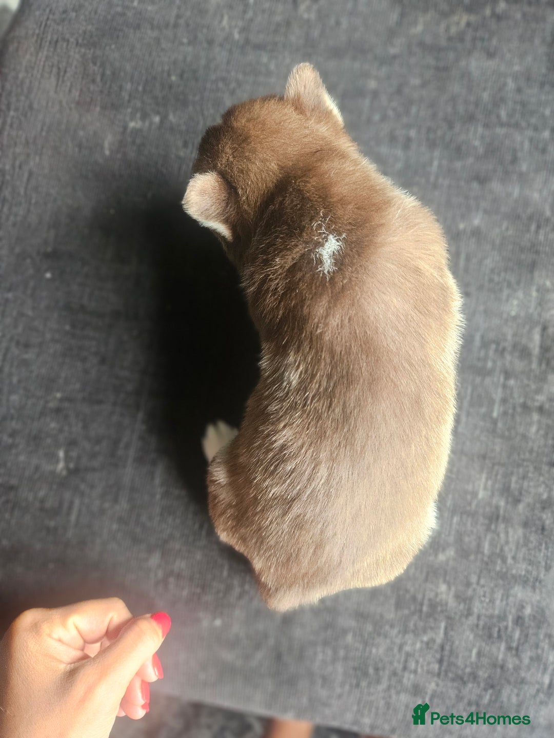 Siberian Husky dogs for sale: Gorgeous Litter of Husky Puppies - Image 39
