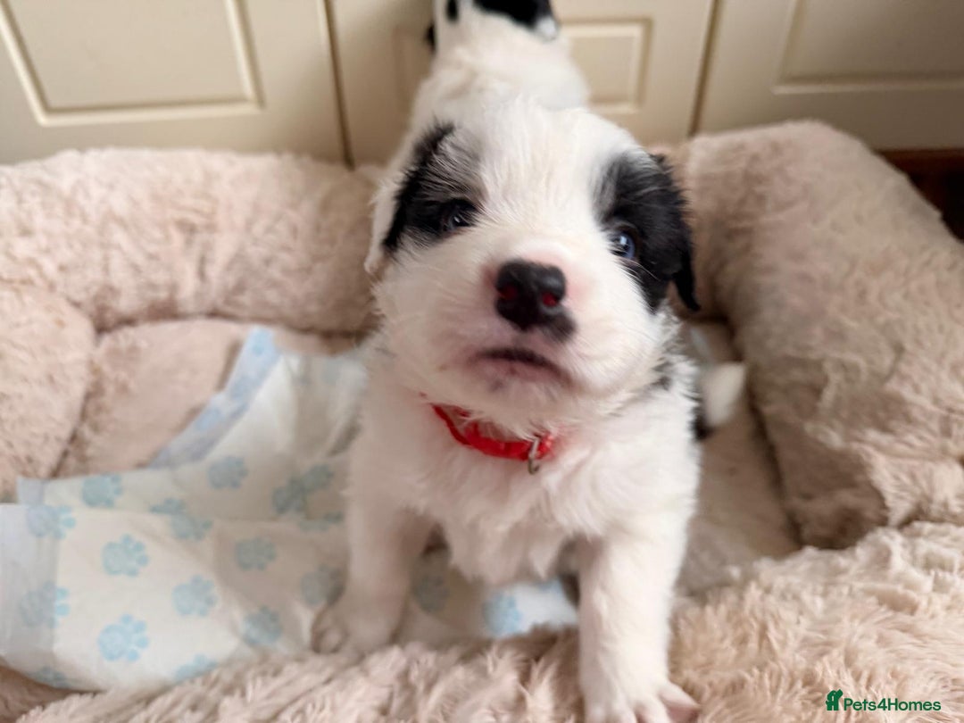 Border Collie dogs for sale: Stunning puppies from international champion line. - Advert 4