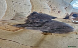 British Longhair cats for sale: English Long Haired Grey Kitten  - Image 2