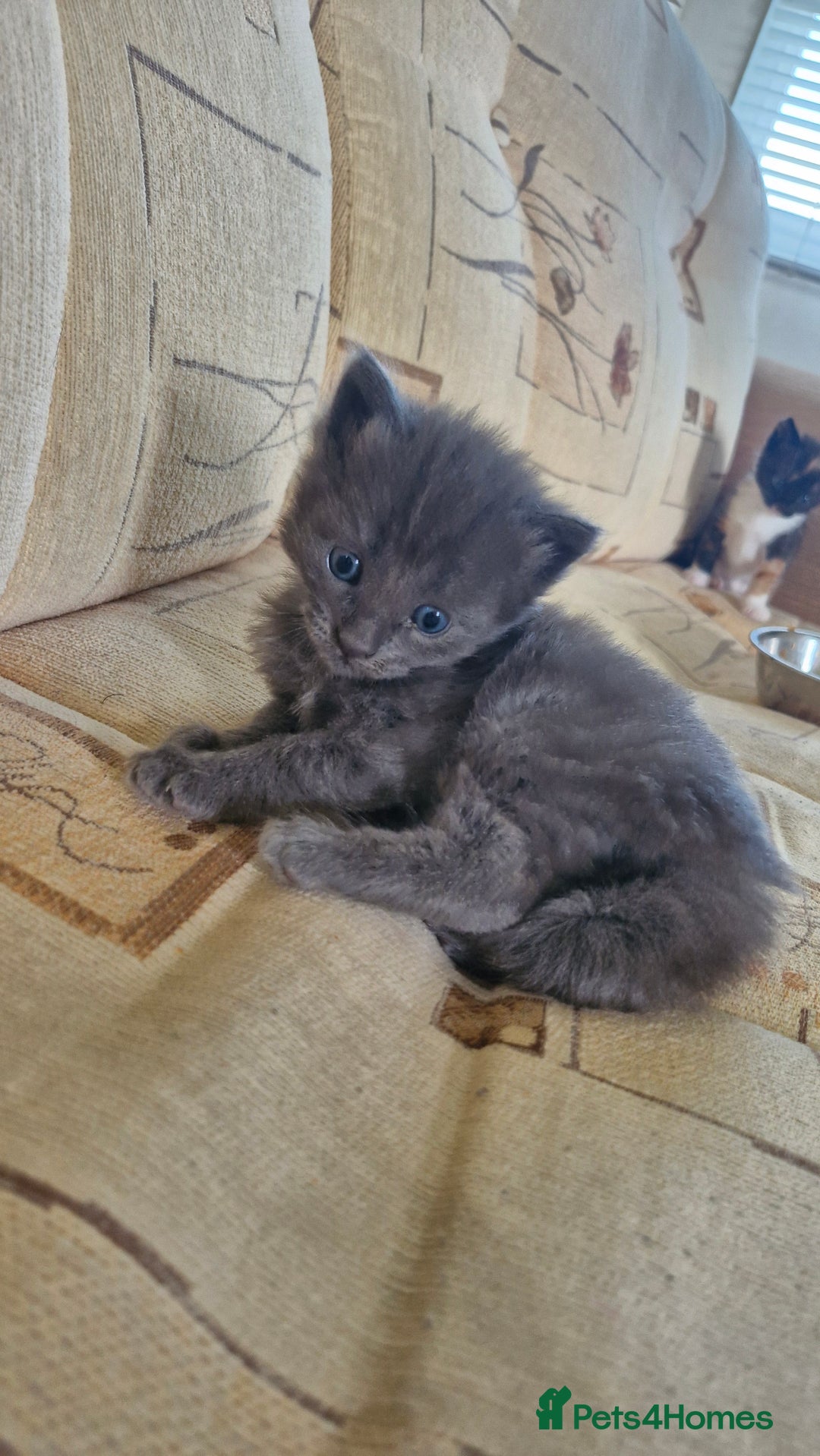 British Longhair cats for sale: English Long Haired Grey Kitten  - Image 2