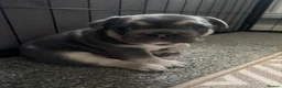 French Bulldog dogs for sale: blue male and female french bulldog puppies - Advert 29