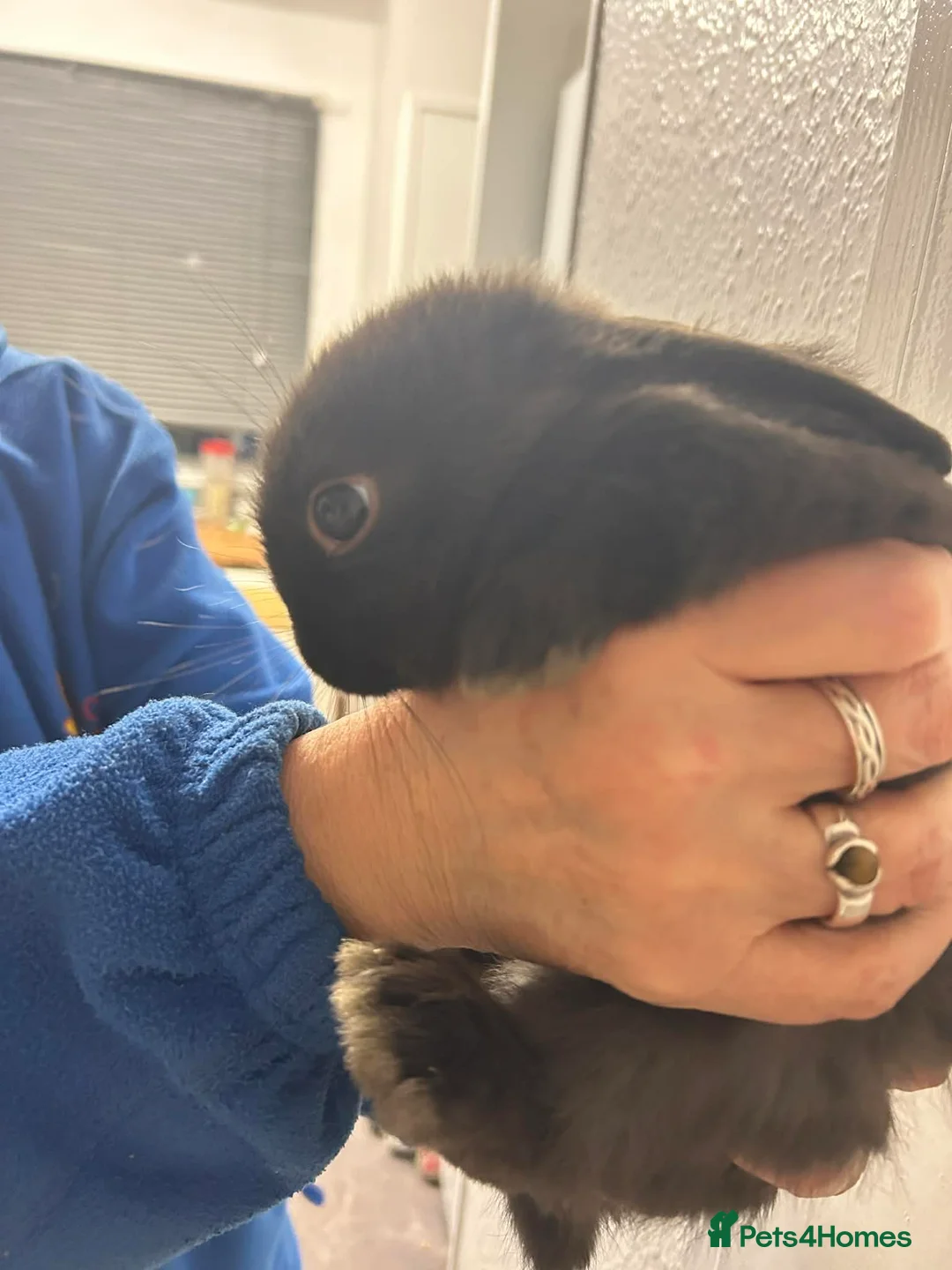 Mini Lop rabbits for sale:  chocolate brown and black Netherland rabbits - Advert 5