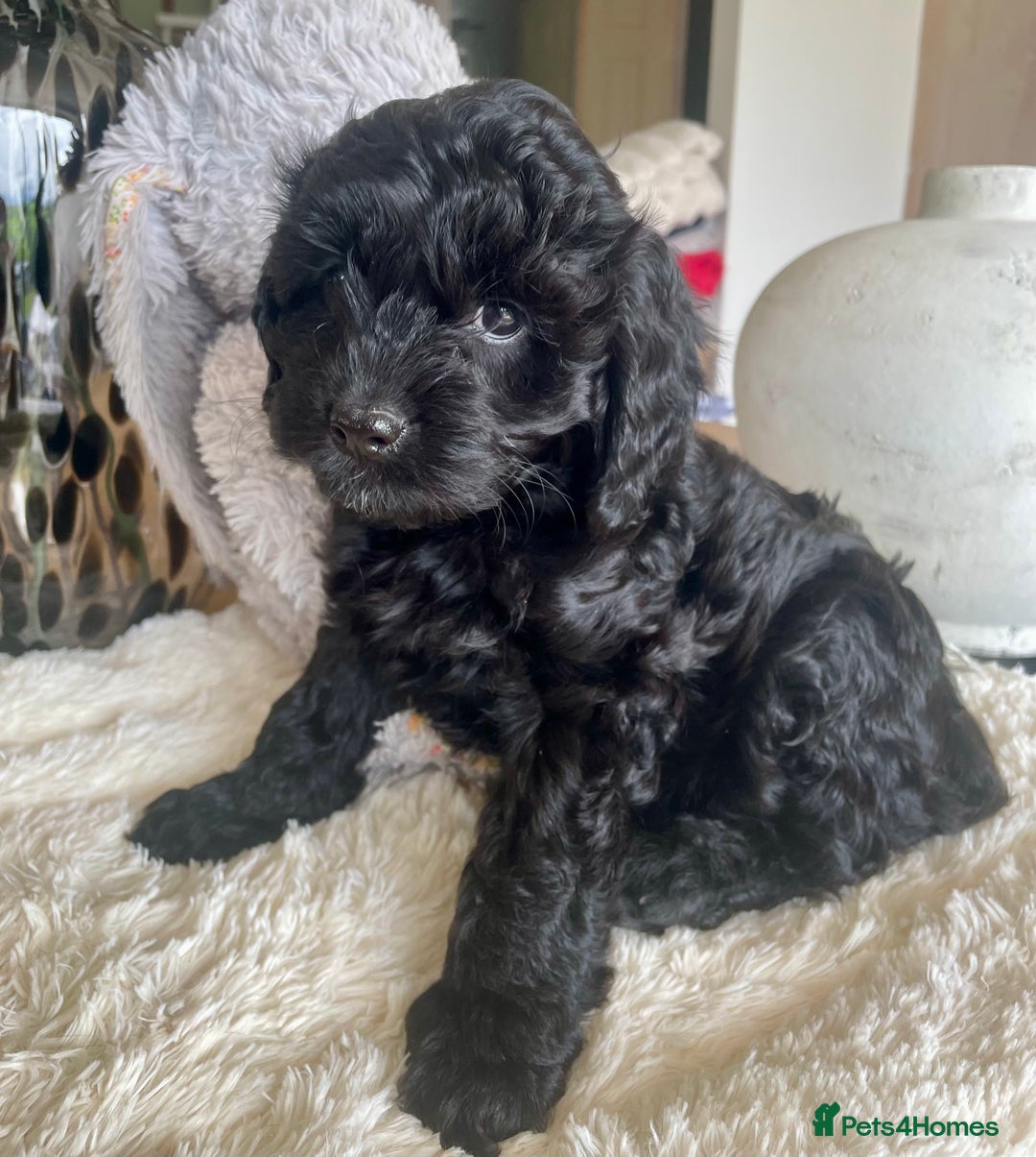 Cavapoo dogs for sale: F1 Cavapoos  - Image 3