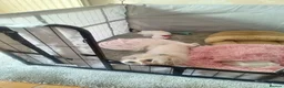 Maltese dogs for sale: 2 female Maltese puppies - Advert 18