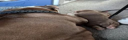 Mixed Breed dogs for sale: New English bulldog  in Perth - Advert 9