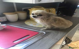 Chihuahua dogs for sale: Adorable chihuahua puppies ready now - Image 10