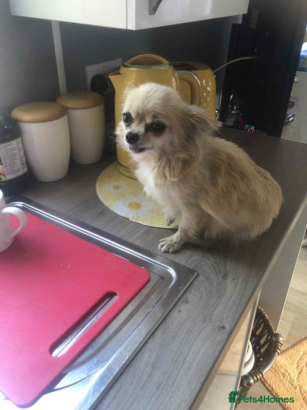 Chihuahua dogs for sale: Adorable chihuahua puppies ready now - Image 10