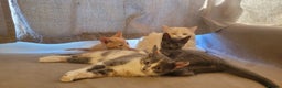 Mixed Breed cats for sale: Three gorgeous kittens available! - Advert 13