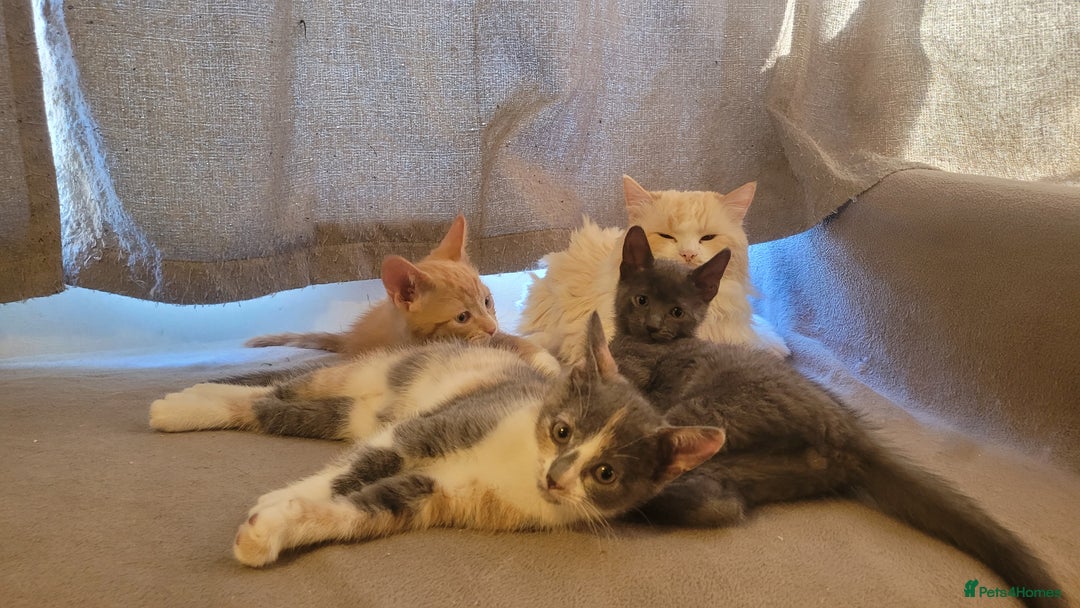 Mixed Breed cats for sale: Three gorgeous kittens available! - Advert 13