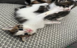 Maine Coon cats for sale: Mainecoon cross kittens - Image 4