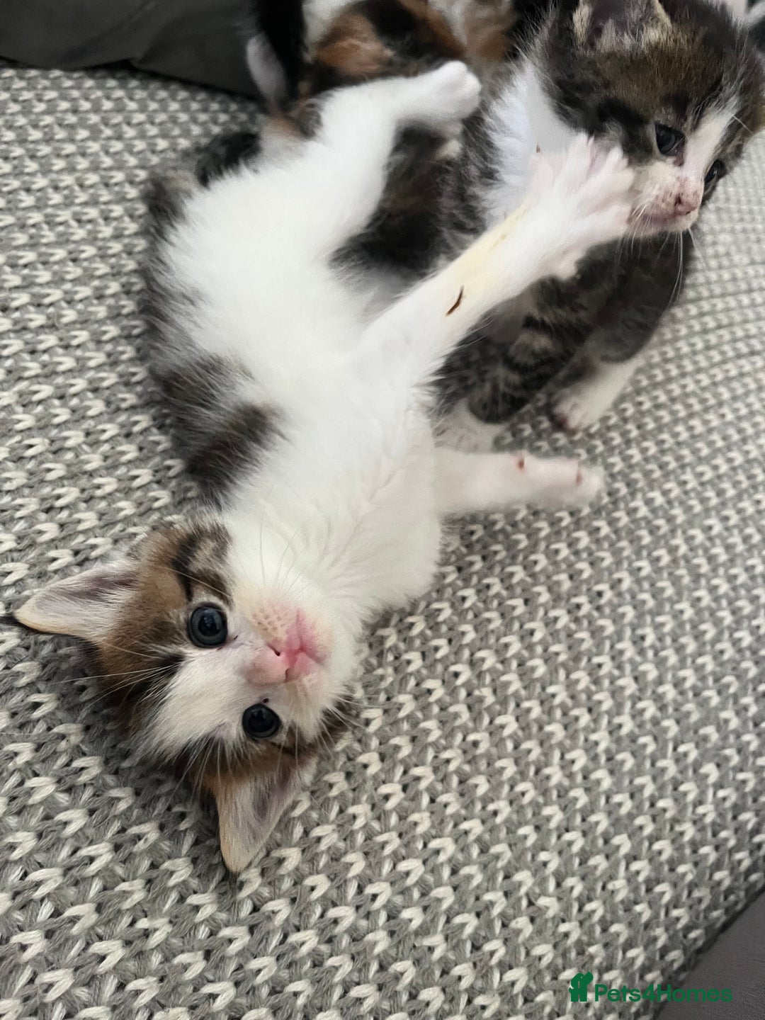Maine Coon cats for sale: Mainecoon cross kittens - Image 4