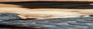 Siamese 1