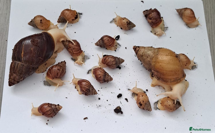 Snails invertebrates - Advert 16