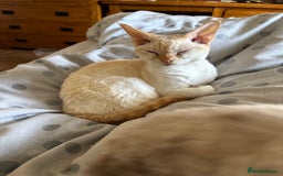 Devon Rex cats for sale: Quintelin Devon Rex - Image 6