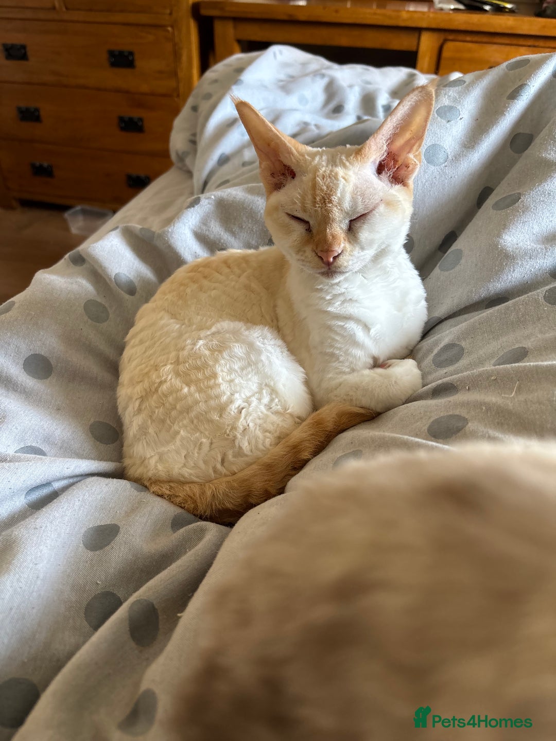 Devon Rex cats for sale: Quintelin Devon Rex - Image 6
