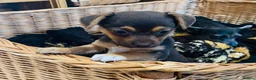 Jack Russell dogs for sale: Fabulous miniature Jack Russell puppy  - Advert 1