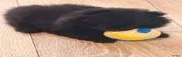 Pomeranian dogs for sale: Black Pomeranian boy in Swanscombe - Advert 2