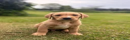 Labrador Retriever dogs for sale: Red & gold lab puppies  in Telford - Advert 16