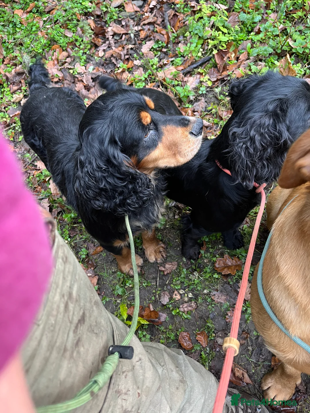 Cocker Spaniel dogs for stud: KC reg Black & Tan Cocker Stud - Advert 6