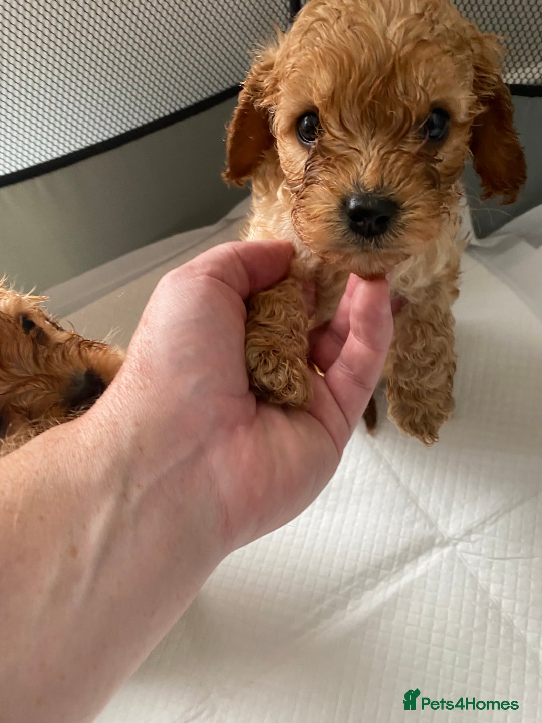 Cavapoo dogs for sale: Cavapoo puppys - Image 4