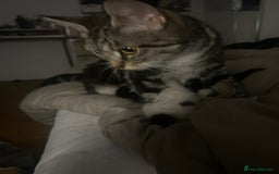 Mixed Breed cats for sale: Beautiful fluffy kittens - Image 13