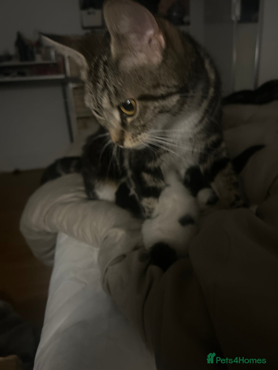 Mixed Breed cats for sale: Beautiful fluffy kittens - Image 13