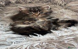 Mixed Breed cats for sale: Fluffy Half-Ragdoll Kittens - Image 10