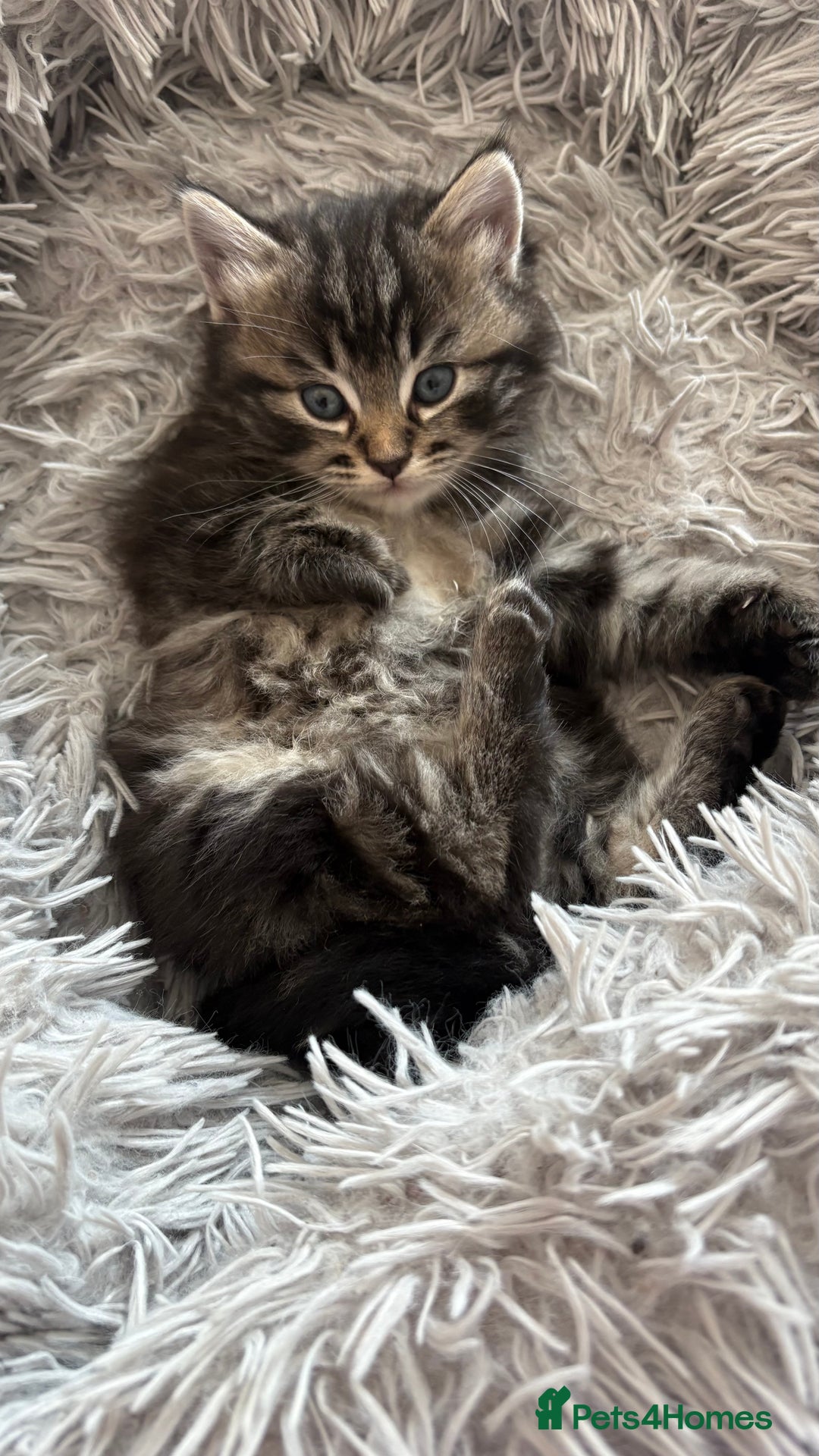 Mixed Breed cats for sale: Fluffy Half-Ragdoll Kittens - Image 10