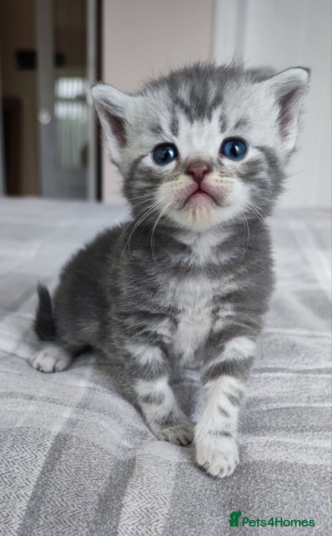 British Shorthair cats for sale: ✨4 Pure BSH Tabby kittens✨ - Advert 9